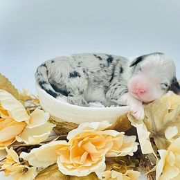 Girl 2 - Merle female Sheepadoodle puppy in Pataskala And Thornville, Ohio from Four Front Doodles - Pataskala