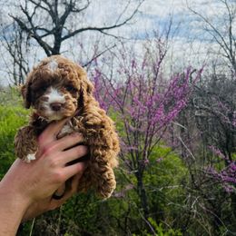 Australian Labradoodle puppies from The Kindred Doodle Co.
