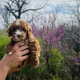 Australian Labradoodle puppies from The Kindred Doodle Co.
