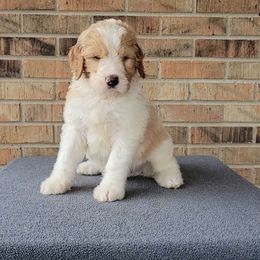 Jack Frost - Bernedoodle puppy from Southern Home Pups
