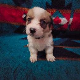 Sneezy - Sable female Pembroke Welsh Corgi puppy in Pilot Rock, Oregon from L2H Corgi's