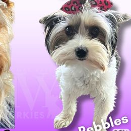 Pebbles - Yorkshire Terrier