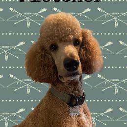 Fletcher - Poodle