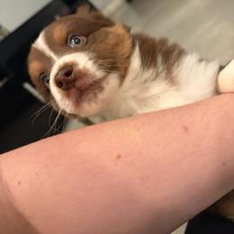 Snickers - Red tri male Miniature Australian Shepherd puppy in Weatherford, Texas from F & T Aussies