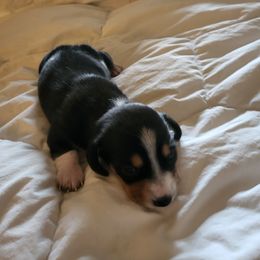 Saint Nicholas - Black male Dachshund puppy in Geneva, Florida from TGIF Doxies