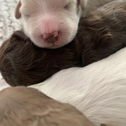 Goldendoodle Puppies from Lady Doodle Farm