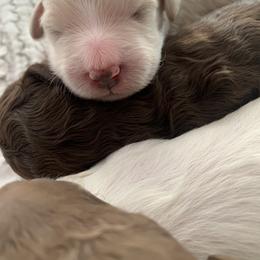Goldendoodle Puppies from Lady Doodle Farm