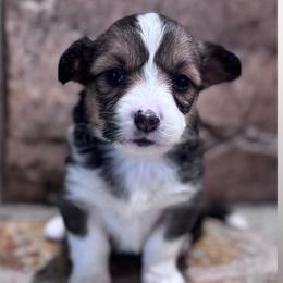 Honey - Sable female Pembroke Welsh Corgi puppy in Elberta, Utah from 3F Farms- Pembroke Welsh Corgis and Irish Wolfhounds