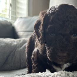 Flash - Chocolate Goldendoodle puppy in Monroe, North Carolina from Dreamland Aussies & Poodles