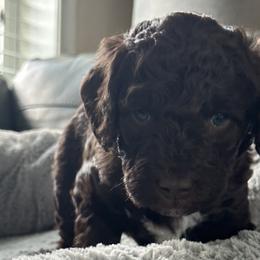 Flash - Chocolate Goldendoodle puppy in Monroe, North Carolina from Dreamland Aussies & Poodles