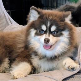 The-Adorable "Teddy" - Pomsky