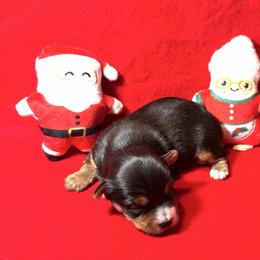 Lilac - Black and tan female Yorkshire Terrier puppy in Paris, Tennessee from Nolan’s Yorkie Farm