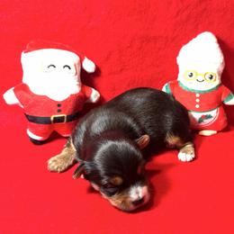 Lilac - Black and tan female Yorkshire Terrier puppy in Paris, Tennessee from Nolan’s Yorkie Farm