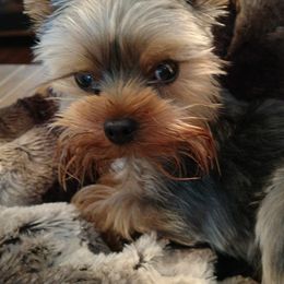 Yorkshire Terriers from Misty Meadows Yorkies