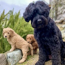 Australian Labradoodle Puppies from Starlight Ridge Australian Labradoodles