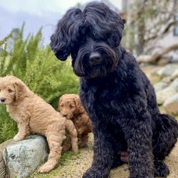 Australian Labradoodle Puppies from Starlight Ridge Australian Labradoodles