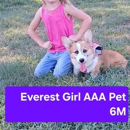 Everest - Sable female Pembroke Welsh Corgi puppy in Redfield, Kansas from Owenby's Corgi's