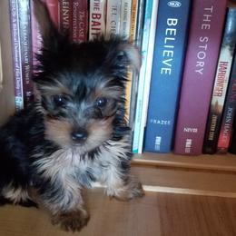 Yorkshire Terrier Puppies from The Yorkie House