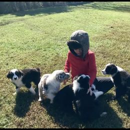 Australian Shepherd Puppies from KC Aussies TN
