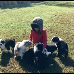 Australian Shepherd Puppies from KC Aussies TN