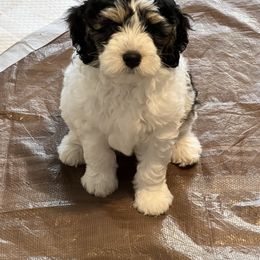 Bernedoodle Puppies from Dilly Dally Doodles