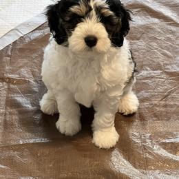 Bernedoodle Puppies from Dilly Dally Doodles
