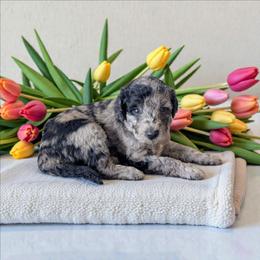 Hashbrown - Blue merle male Aussiedoodle puppy in Sparta, Missouri from Sis' Doodles & Poodles