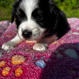 Boy 1 - Black & white male Toy Australian Shepherd puppy in Ocala, Florida from Crazy Aussie Chaos