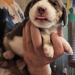 Smokey (Gentry) - Blue tan and white male Beagle puppy in Jerome, Missouri from Beam's Beagles