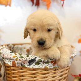 Mr Purple - Golden male Golden Retriever puppy in Moapa, Nevada from Little Bitta Luck Farms