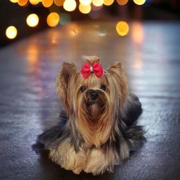 GRCH French Toast - Yorkshire Terrier
