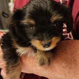 Wednesday - Papillon puppy from Kica Papillons