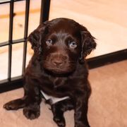 Boykin Spaniel Puppies from 3 & 20 Kennel