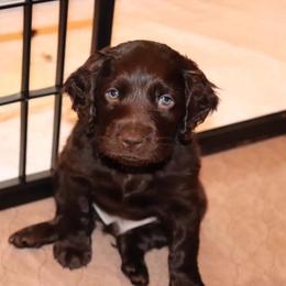 Boykin Spaniel Puppies from 3 & 20 Kennel