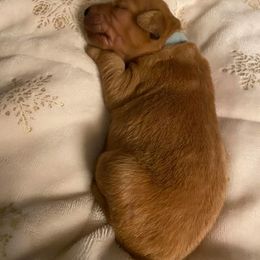Golden Retriever Puppies from Bella’s Golden Pups