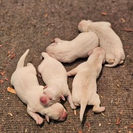 Green - Yellow male Labrador Retriever puppy in Lititz, Pennsylvania from R&M Labrador Retriever Puppies