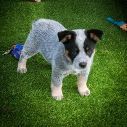 Anatolian Shepherd Dog and Australian Cattle Dog Puppies from 4D Cattle Dogs