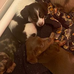 Australian Shepherds, Dachshunds, and Poodles from Jillian's Pups