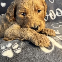 Bernedoodle and Goldendoodle Puppies from Ruby's Doodles