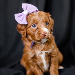 Girl 3 - Goldendoodle puppy in Riverton, Utah from Utah Doodlebug