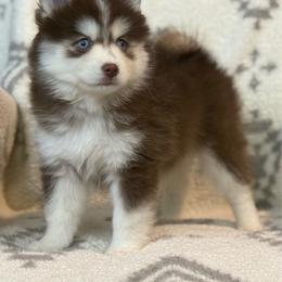 Grahm - Red and white male Pomsky puppy in Casa Grande, Arizona from Arizonas Pomsky Squad