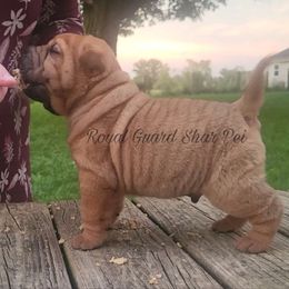 Buoy - Fawn male Chinese Shar-Pei puppy in Columbus, Indiana from Royal Guard Shar Pei