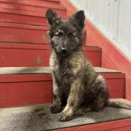 Ryder - Gold brindle male Dutch Shepherd puppy in Hastings, Minnesota from Century Hills Farm