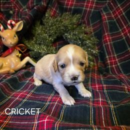 Cricket - Cream male Cavapoo puppy in Lewisburg, Pennsylvania from Jessie's Puppies