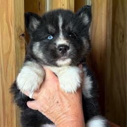 Yukon - Agouti and white male Siberian Husky puppy in Thomasville, Georgia from Southern Blues Siberian Huskies