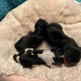 Cavalier King Charles Spaniel puppies from Rohus Puppies