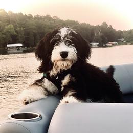 Ruffles - Bernedoodle