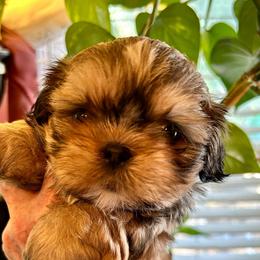 Rocco - Brindle and white male Shih Tzu puppy in Victorville, California from Precioustzus