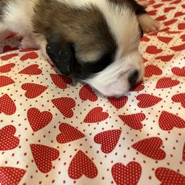 Boy 5 - Red and white male Saint Bernard puppy in New Sharon, Maine from Kimball Pond  Saint Bernards