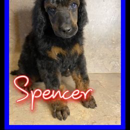 Poodle Puppies from Faksa Standard Poodles